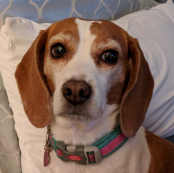 beaglemom152